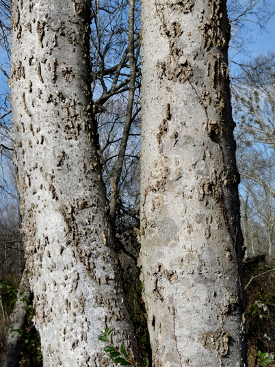 {Celtis laevigata}